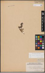 Foto von Salix aurita L. x Salix lapponum L. x Salix repens L.